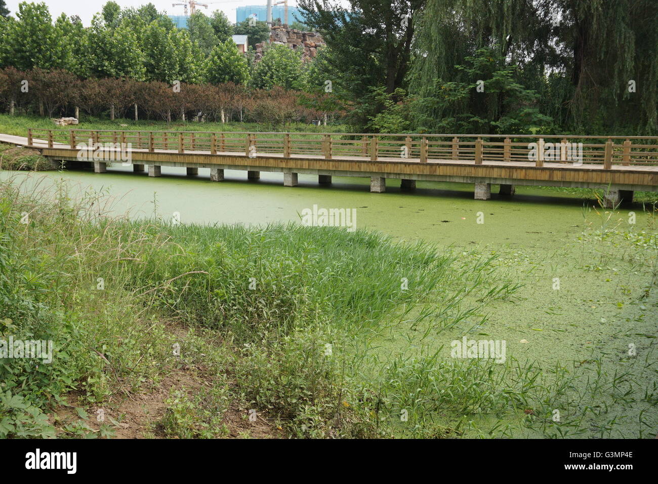 Zhengzhou, Zhengzhou, CHN. 12 Juin, 2016. Zhengzhou, Chine - 12 juin 2016 : (usage éditorial uniquement. Les algues vertes de la Chine) avec une épaisseur de 2cm les rampes et couvrir l'ensemble du lac Xiliu Zhengzhou, la transformant en une pelouse. Les chiens et les enfants peuvent même pas sur elle. Les obtenir du personnel hors de l'eau et remplir 20 camions chaque jour mais toujours rien. Il s'est produit en raison de la pollution de l'eau et ne peut pas être résolu de manière artificielle. © SIPA Asie/ZUMA/Alamy Fil Live News Banque D'Images