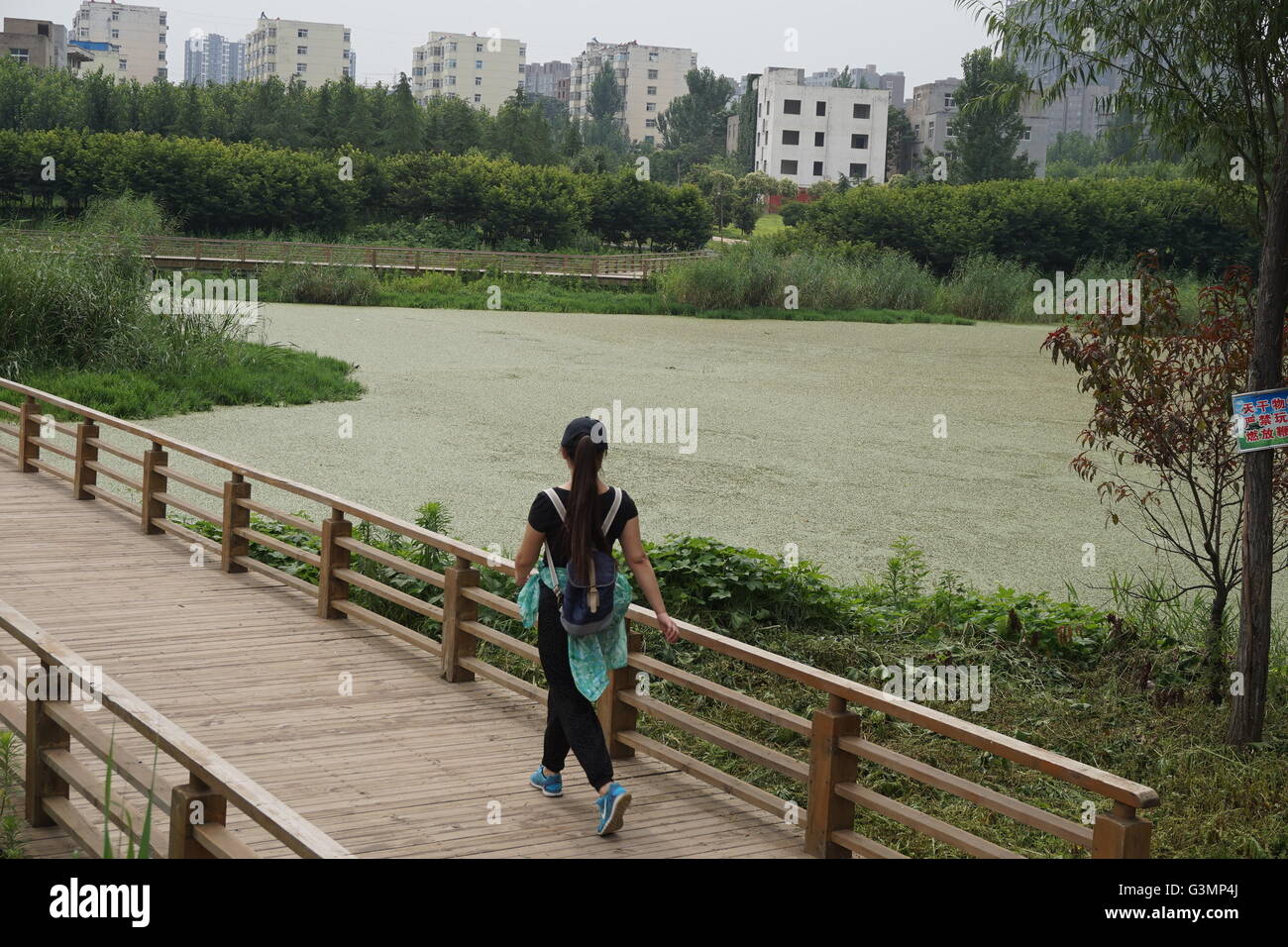 Zhengzhou, Zhengzhou, CHN. 12 Juin, 2016. Zhengzhou, Chine - 12 juin 2016 : (usage éditorial uniquement. Les algues vertes de la Chine) avec une épaisseur de 2cm les rampes et couvrir l'ensemble du lac Xiliu Zhengzhou, la transformant en une pelouse. Les chiens et les enfants peuvent même pas sur elle. Les obtenir du personnel hors de l'eau et remplir 20 camions chaque jour mais toujours rien. Il s'est produit en raison de la pollution de l'eau et ne peut pas être résolu de manière artificielle. © SIPA Asie/ZUMA/Alamy Fil Live News Banque D'Images
