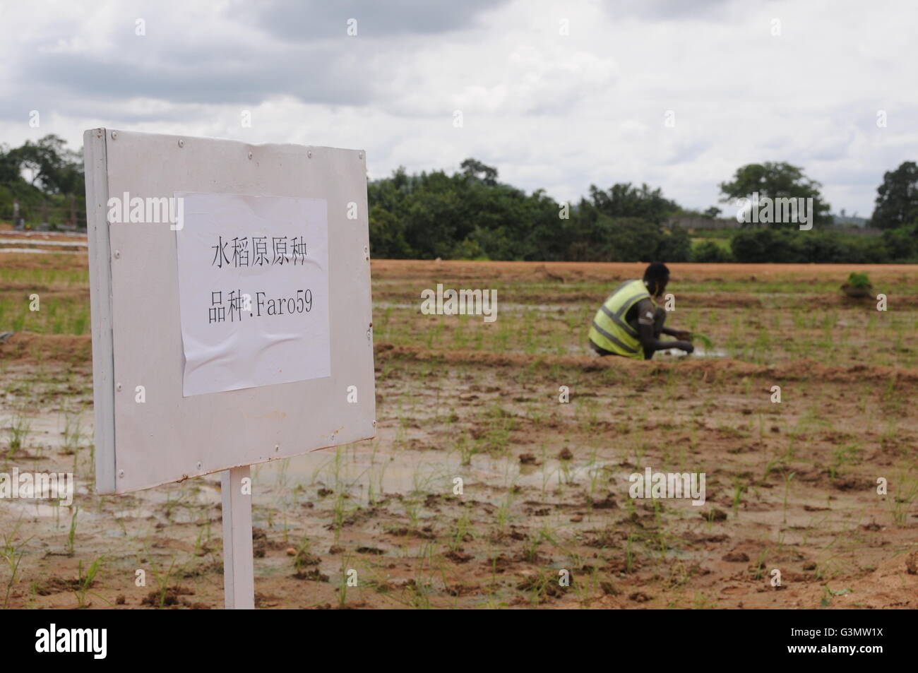 Abuja, Nigéria. 13 Juin, 2016. Un agriculteur travaille dans une ferme au cours de la formation à Abuja, Nigéria, le 13 juin 2016. Un groupe de sociétés multinationales chinoises CCG le lundi le coup d'organisé pour le renforcement des capacités des techniciens agricoles nigérians, un effort visant à promouvoir la technologie agricole intégrée dans le pays d'Afrique de l'Ouest. Credit : Zhang Baoping/Xinhua/Alamy Live News Banque D'Images