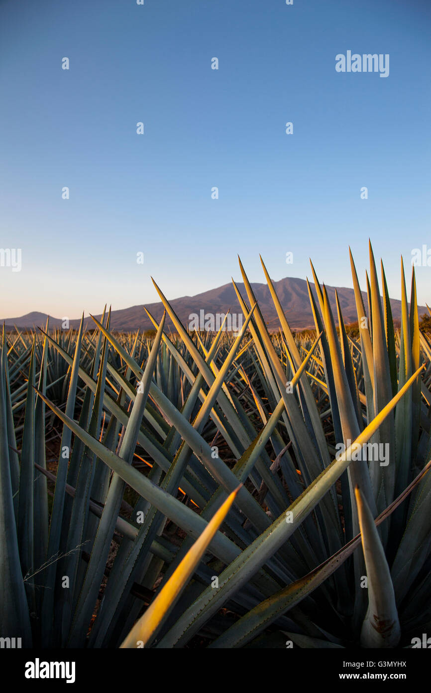 Lever du soleil sur le terrain de la production de Tequila, l'Agave, Jalisco, Mexique Banque D'Images