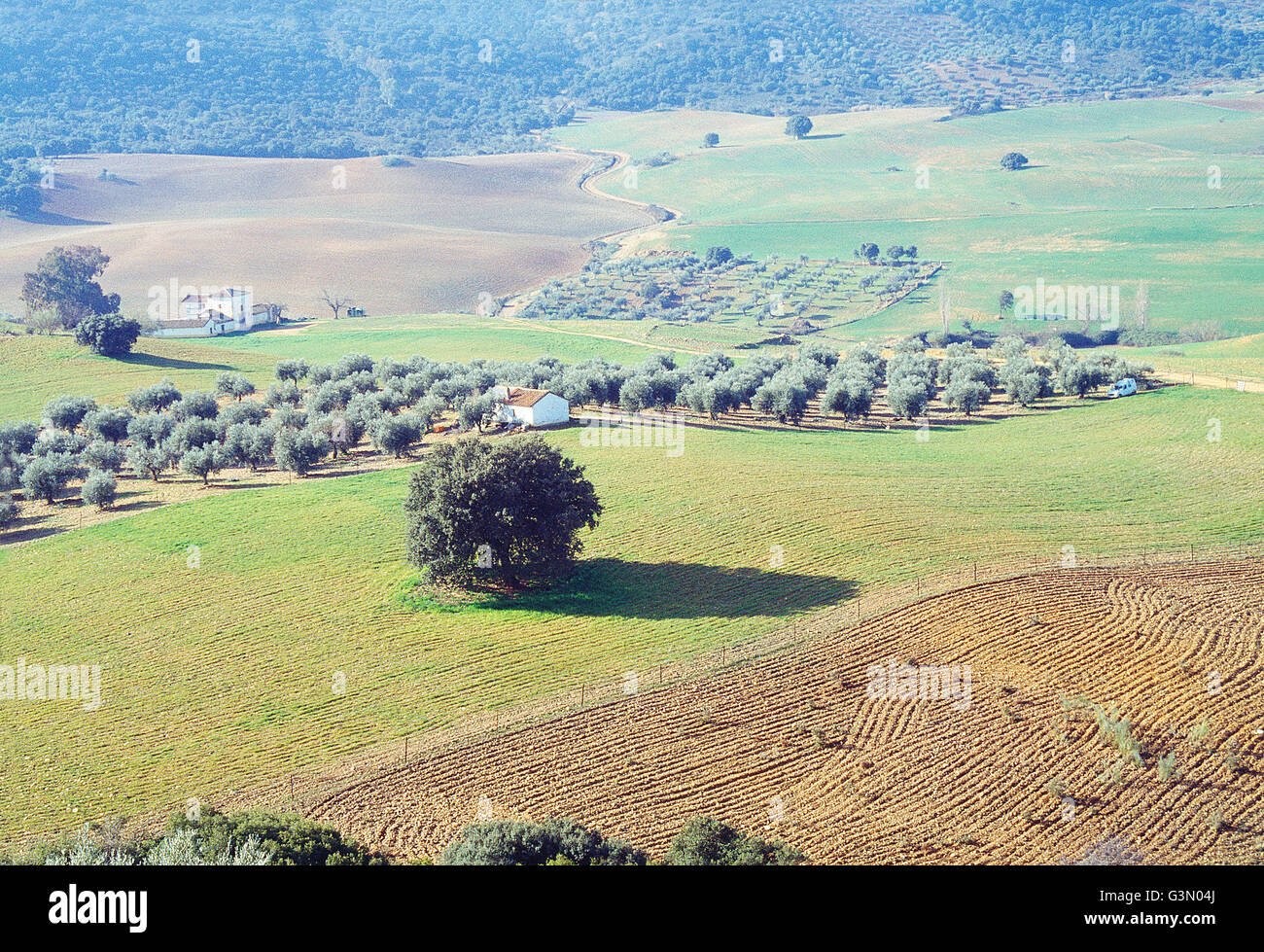 Les oliveraies et les champs de culture. Montes de Toledo, Castilla La Mancha, Espagne. Banque D'Images