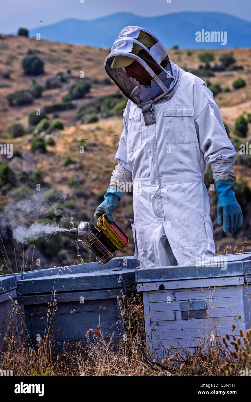L'apiculteur, à l'aide d'un nébulisateur, pour la récolte du miel Banque D'Images