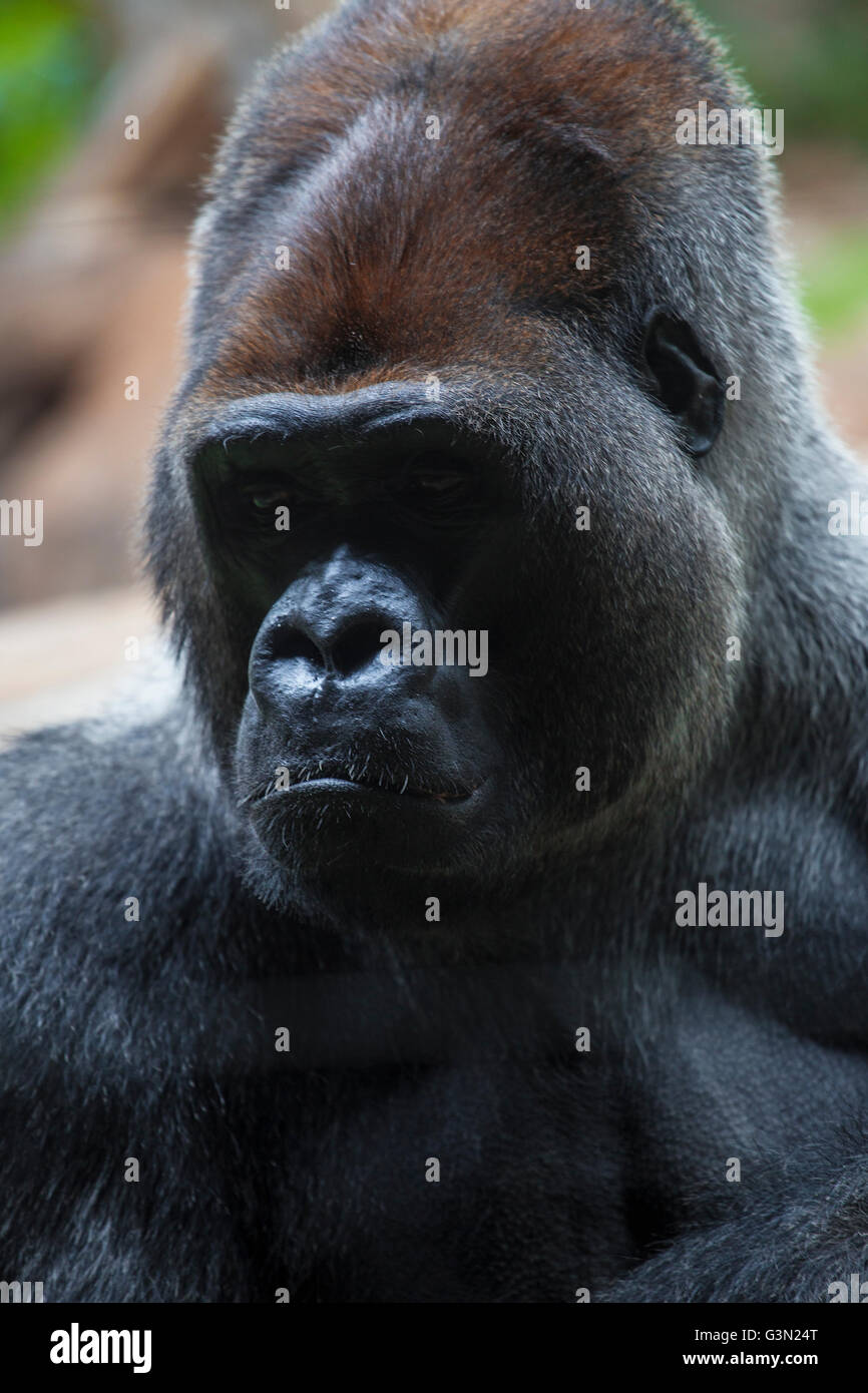 Portrait de big, black gorilla (mâle) au zoo sur fond vert-brun, extérieur (Loro Parc -Tenerife, Canaries, Espagne) Banque D'Images