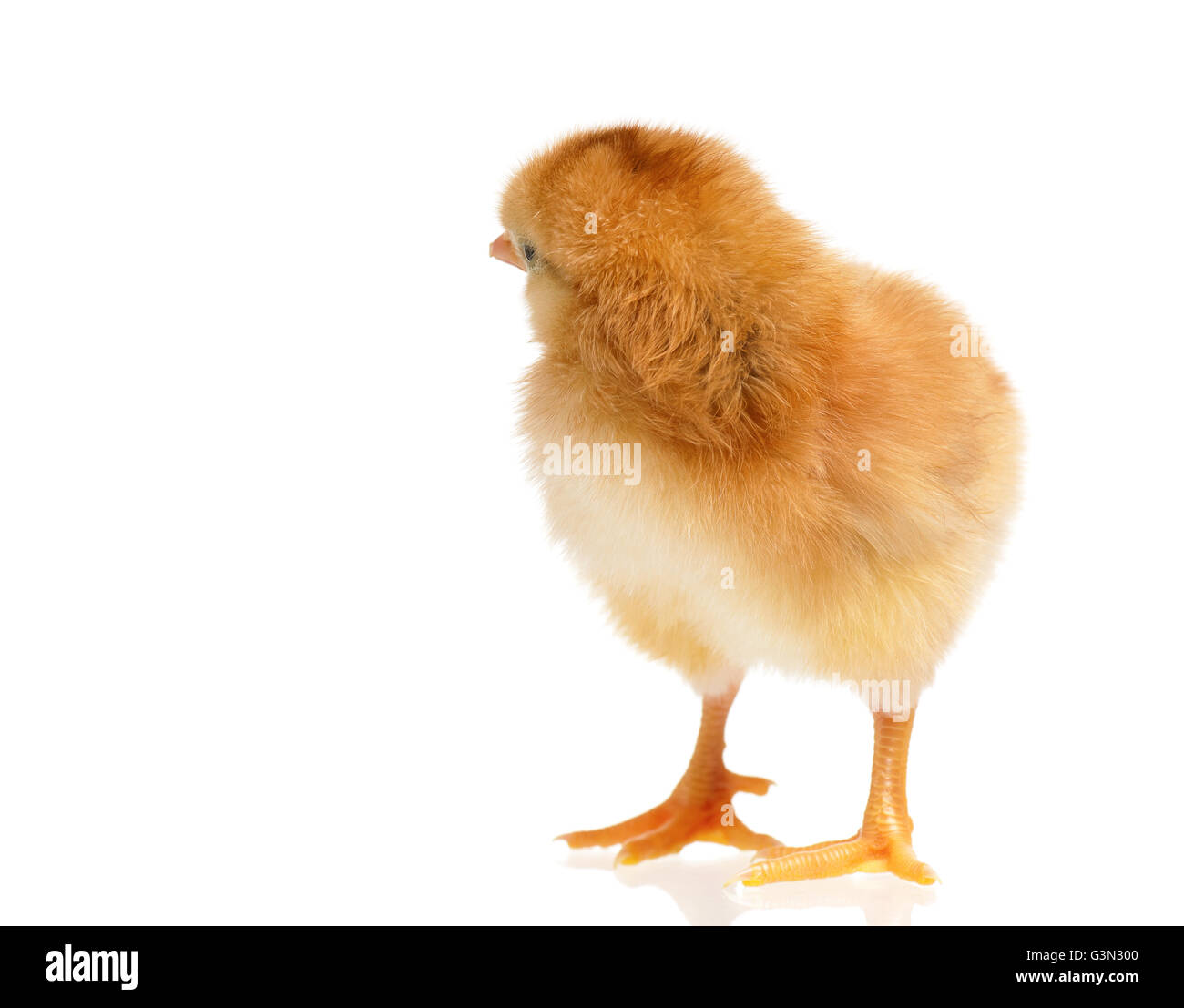 Poulet mignon isolated on white Banque D'Images Poulet mignon isolated on white Banque D'Images
