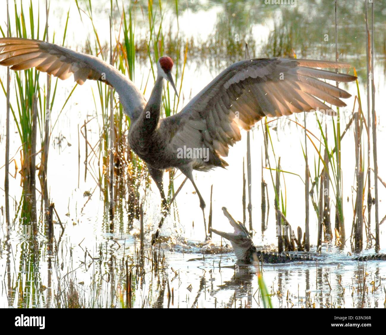 Surpris d'une grue du Canada bondit hors des mâchoires d'un alligator au Lake Woodruff National Wildlife Refuge près de DeLeon Springs, en Floride. Banque D'Images