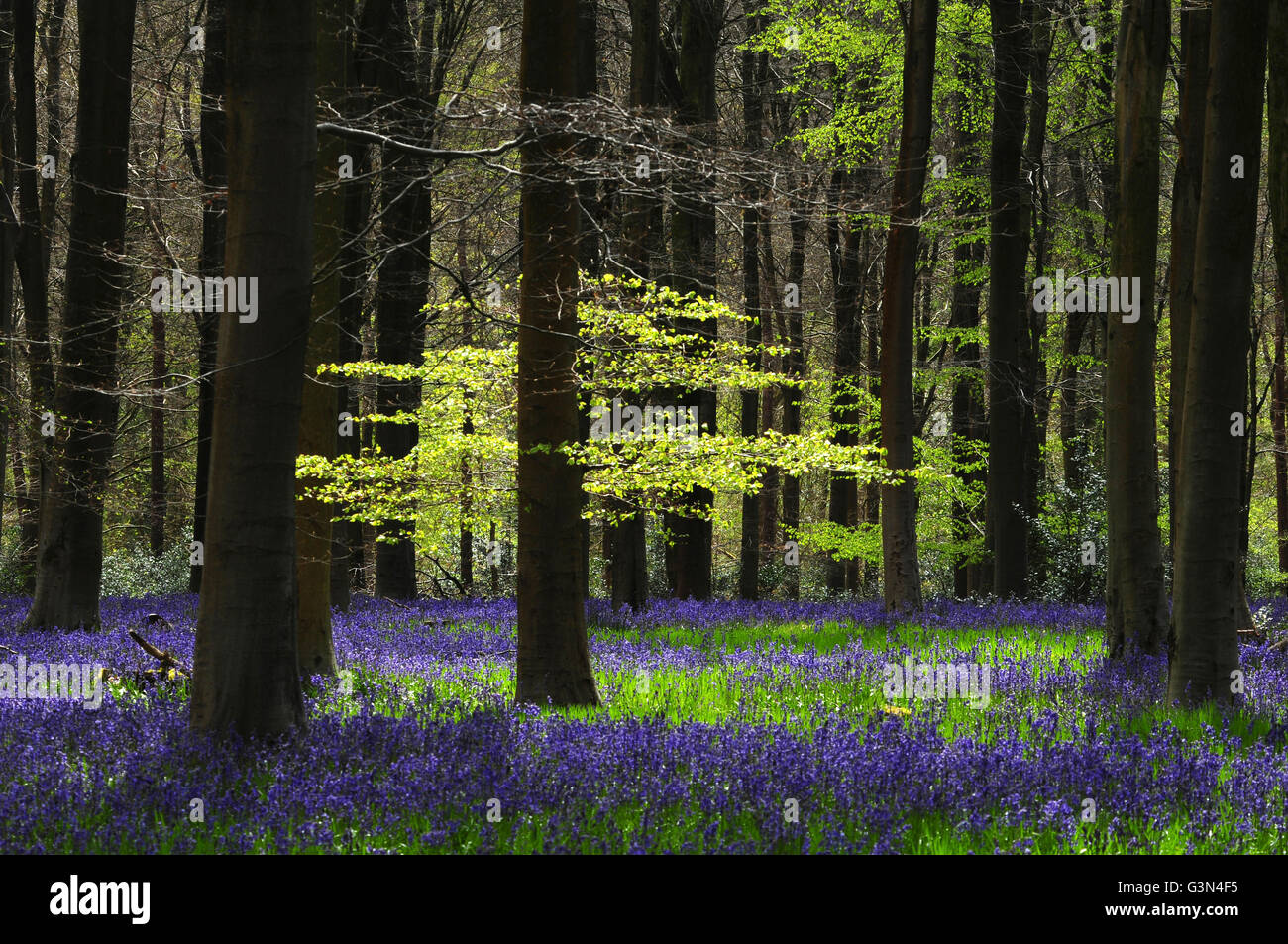 Une scène de printemps à West Woods Wiltshire UK Banque D'Images