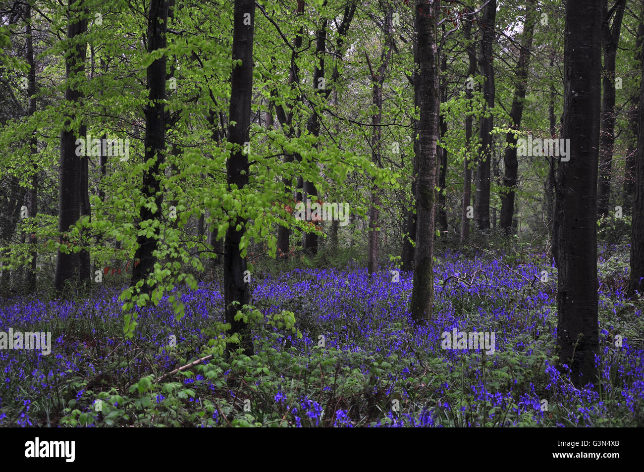 Bluebell wood, Dorset, UK Banque D'Images