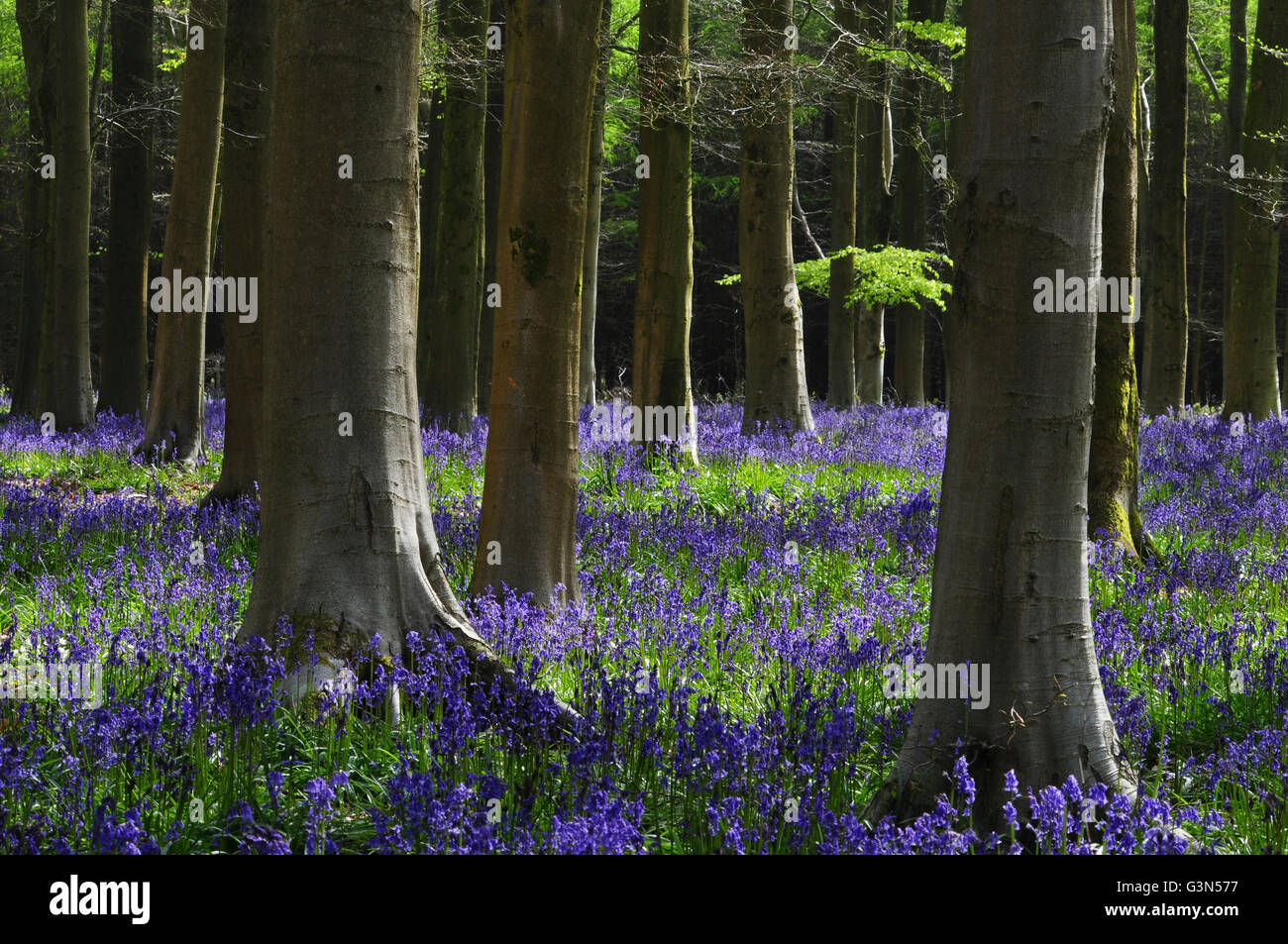 Bluebells à West Woods près de Marlborough, Wiltshire, Royaume-Uni. Banque D'Images