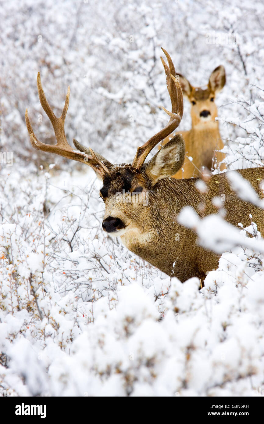 Paire de cerfs dans une tempête de neige dans les Rocheuses du Colorado Banque D'Images