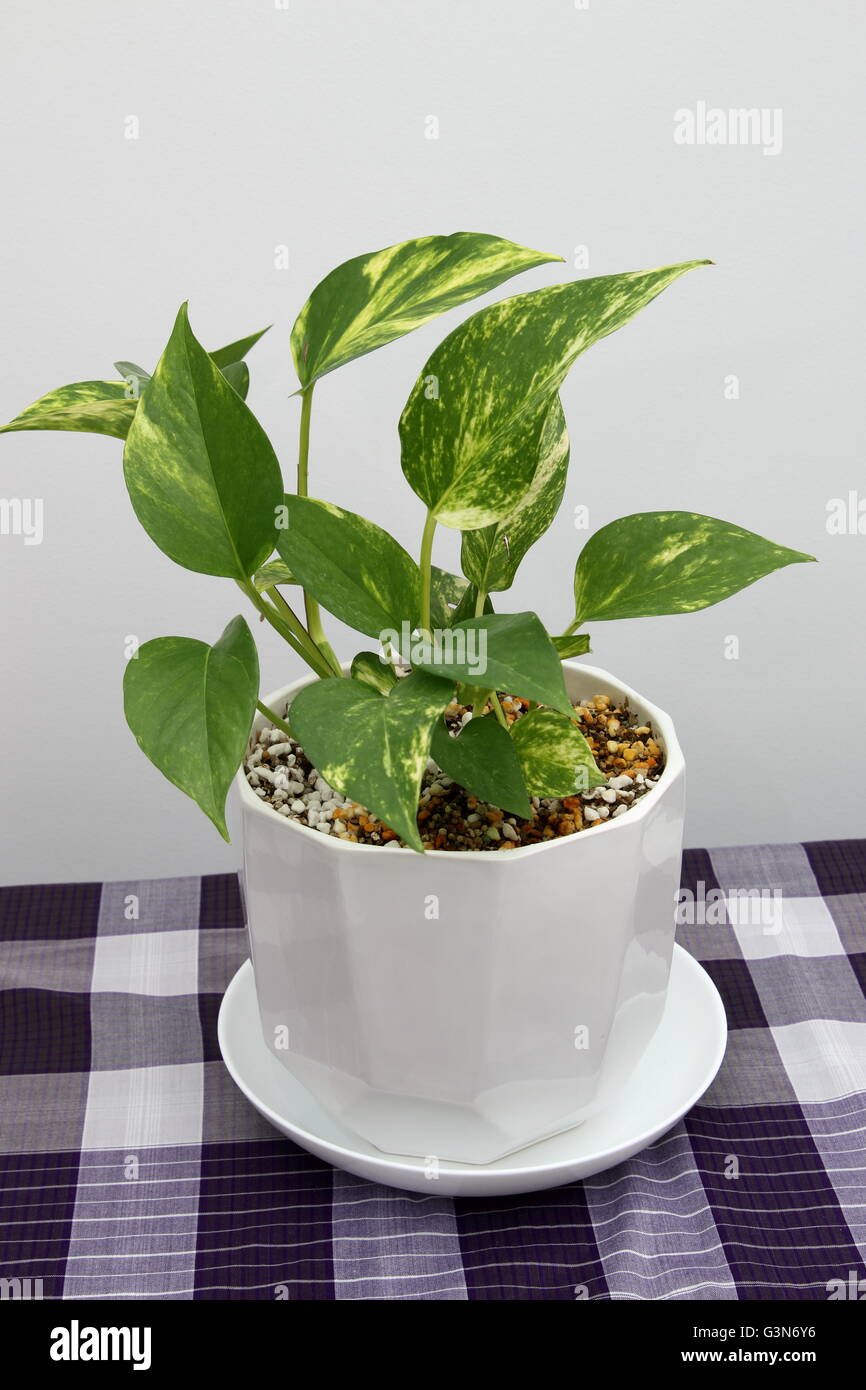 Plante d'intérieur Epipremnum aureum ou connu comme le lierre du diable qui se développe dans un pot à l'aide de la perlite et vermiculite mix Banque D'Images