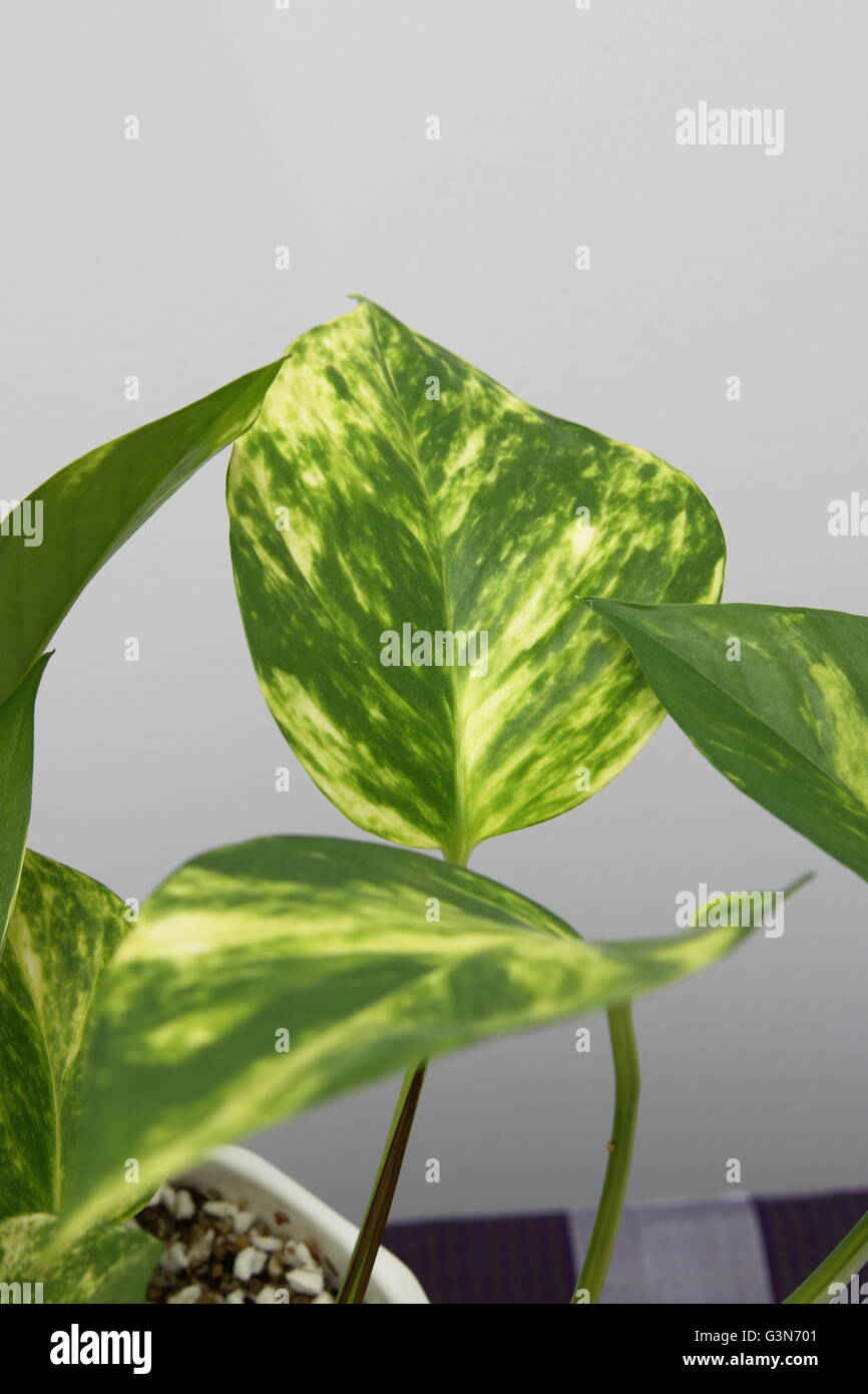 Close up of Epipremnum aureum ou connu comme le lierre du Diable Banque D'Images