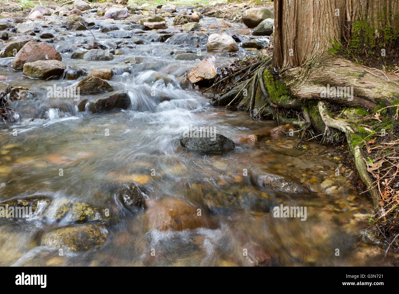 L'eau se précipite sur les rochers dans une rivière entourée d'arbres et de racines couvert de mousse Banque D'Images