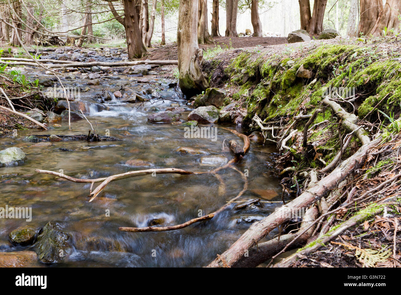 L'eau se précipite sur les rochers dans un ruisseau entouré de pins Banque D'Images