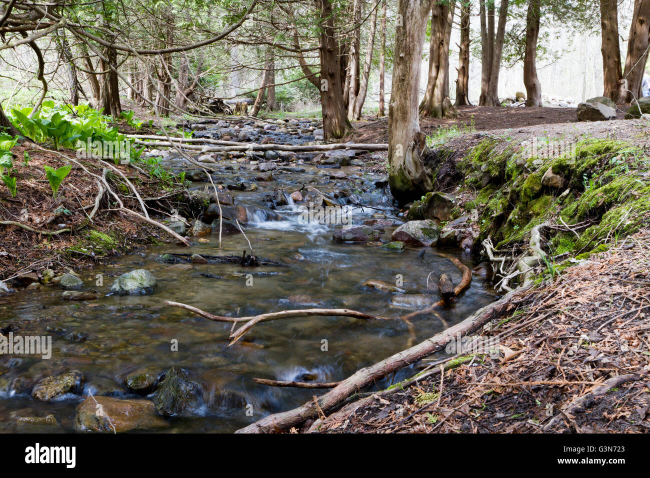 L'eau se précipite sur les rochers dans un ruisseau entouré de pins Banque D'Images