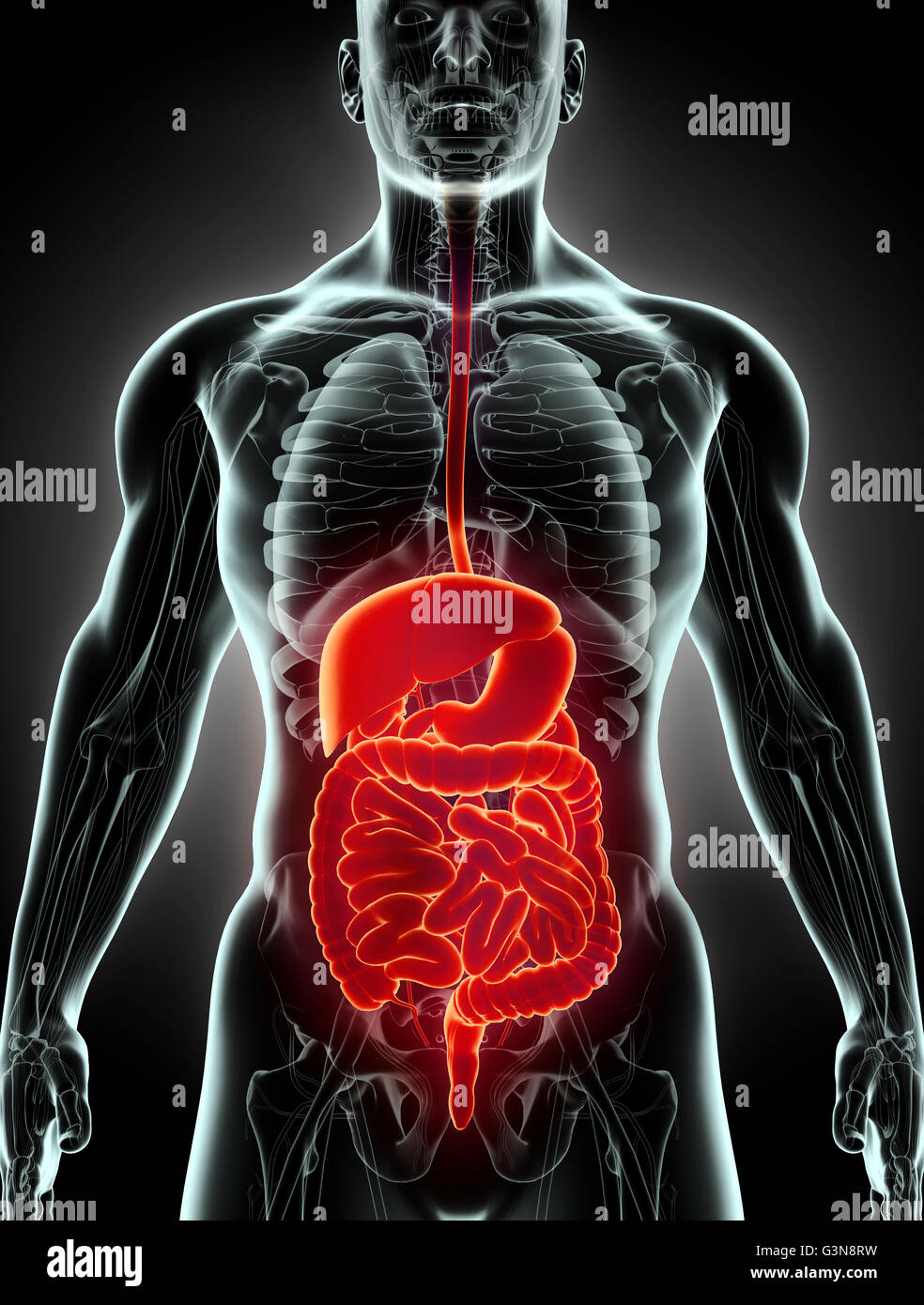 Les droits de l'homme 3D x-ray système digestif, concept médical. Banque D'Images