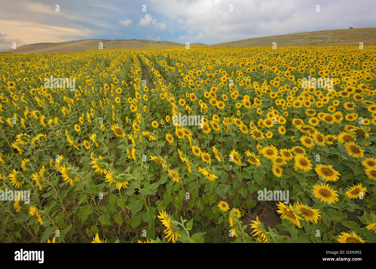 Domaine de tournesols en fleurs en été Banque D'Images