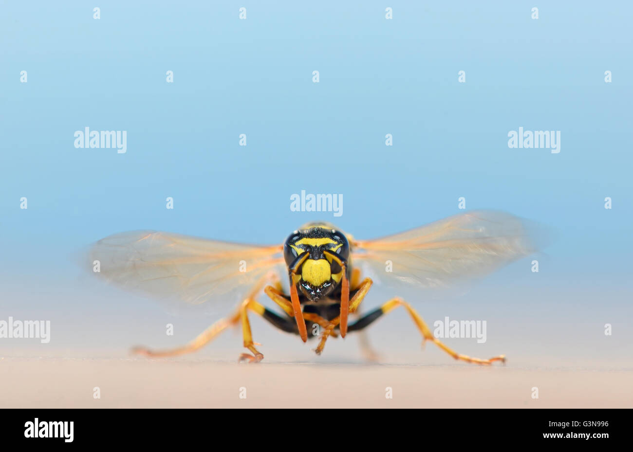 Wasp dans macro nature tirer sur le sable d'été Banque D'Images