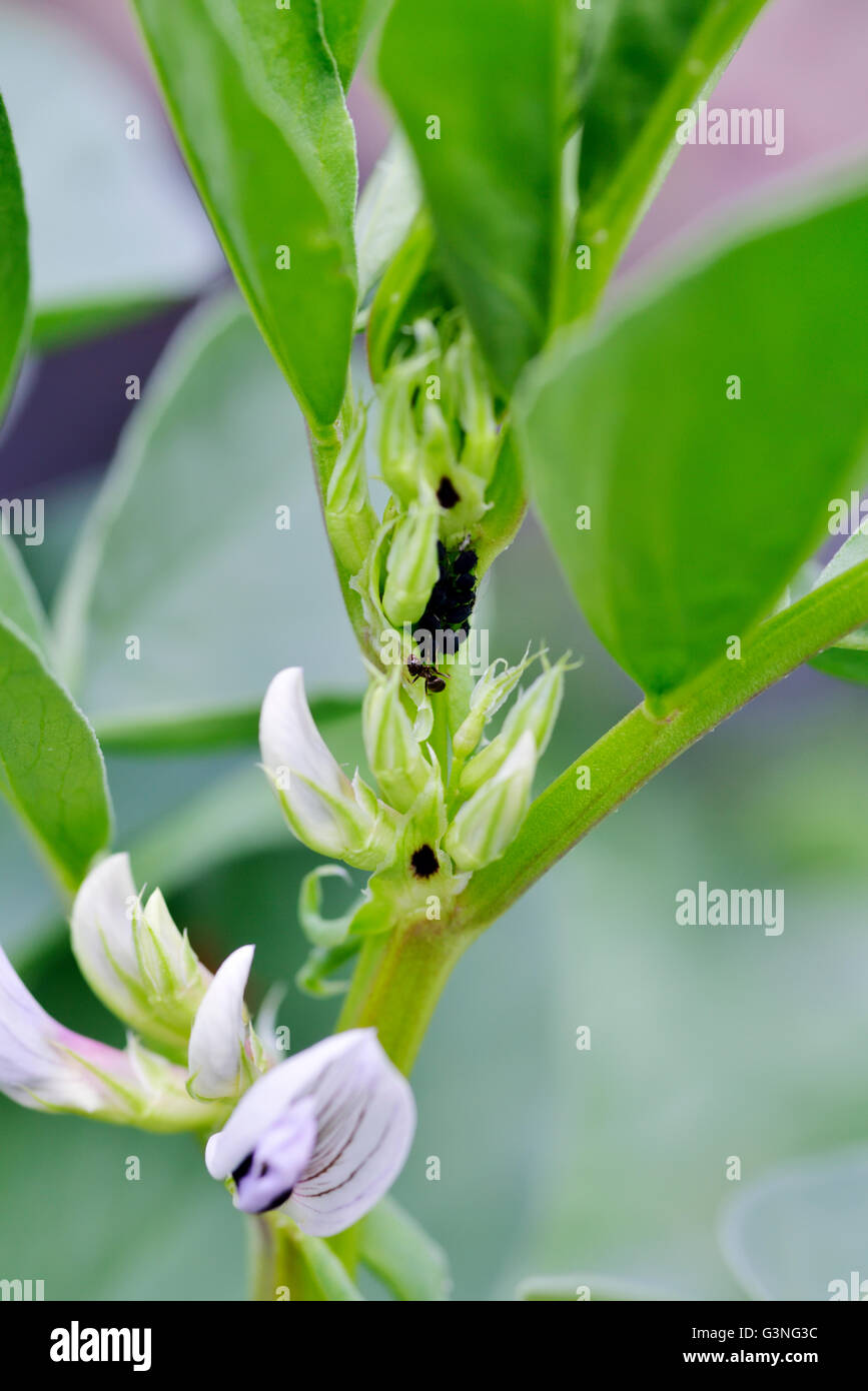 Les haricots, Vicia faba, de jeunes plants de fleurs et de fourmis tendant les pucerons. Les haricots aussi vaste, Fava, faba, Bell, cheval, W Banque D'Images