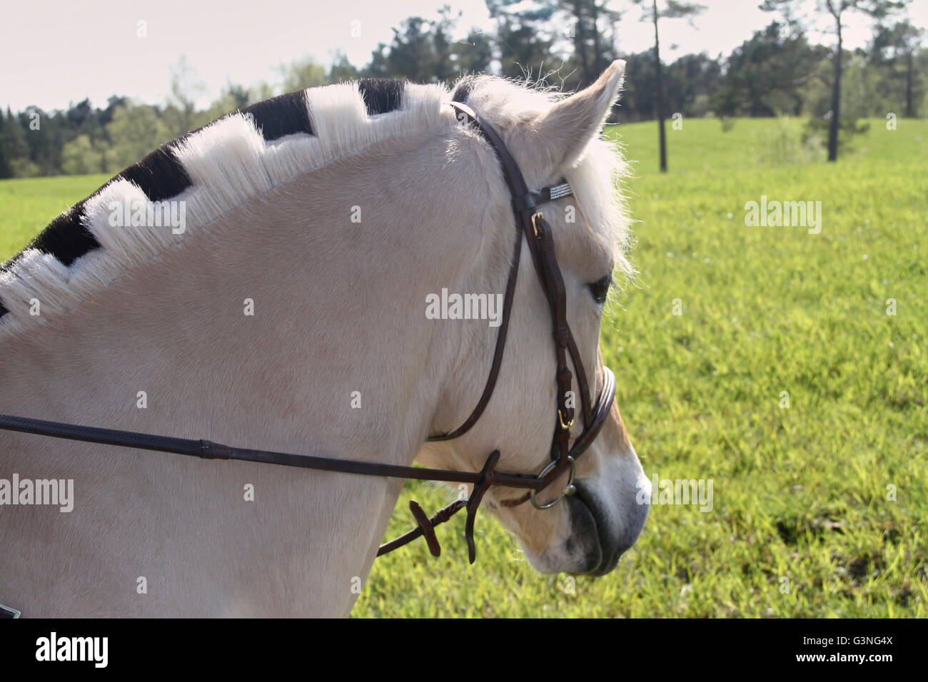 Tête et crête de Norwegian fjord horse couper des échecs. Belle journée d'été avec l'herbe verte Banque D'Images