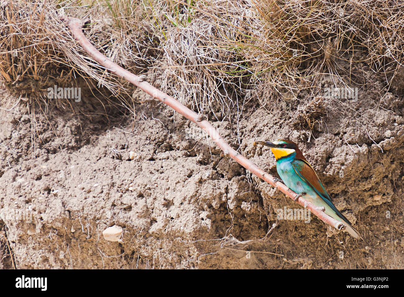 Guêpier (Merops apiaster), Région de Siegendorf, Burgenland, Autriche, Europe Banque D'Images