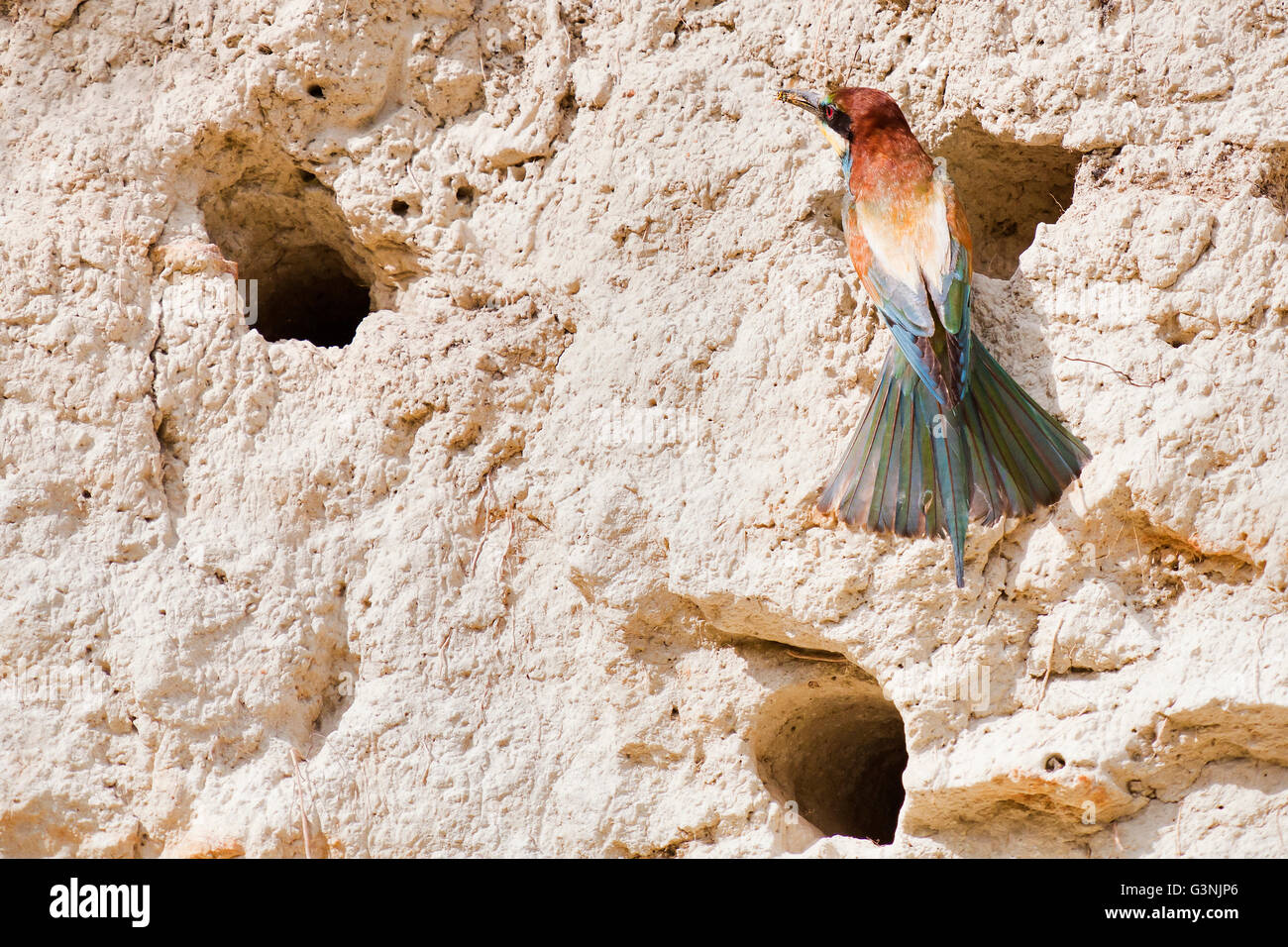 Des guêpiers (Merops apiaster), Région de Siegendorf, Burgenland, Autriche, Europe Banque D'Images