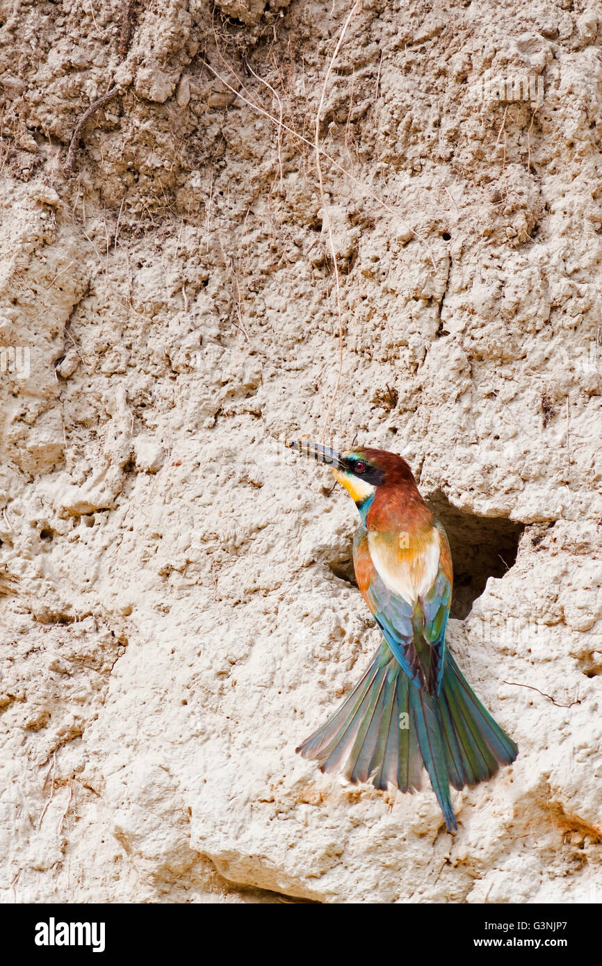 Guêpier (Merops apiaster), Région de Siegendorf, Burgenland, Autriche, Europe Banque D'Images