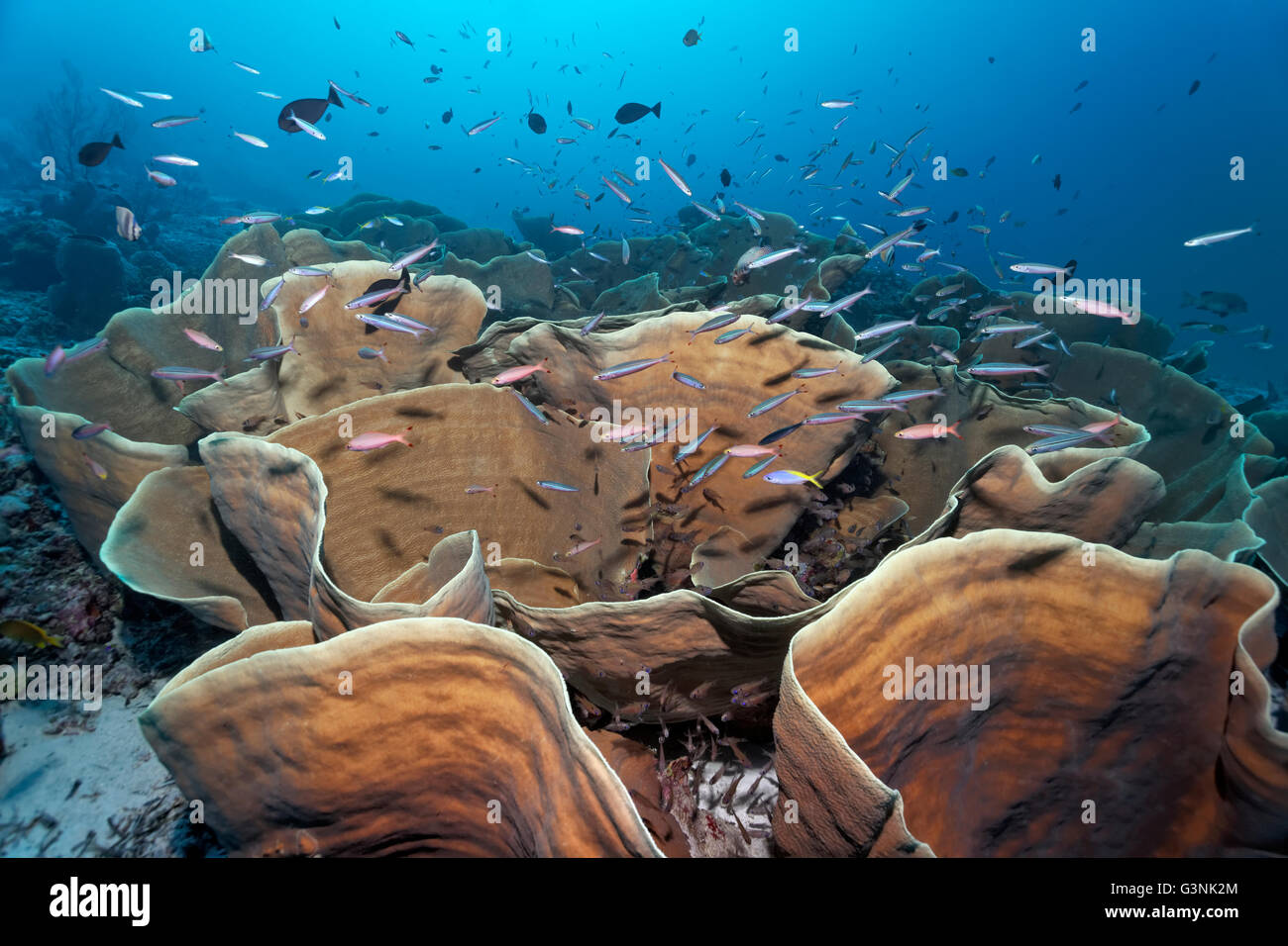 Turbinaria mesenterina coral (disque), un abri pour divers poissons coralliens, l'île de l'archipel de Wakatobi, Tukangbesi Banque D'Images