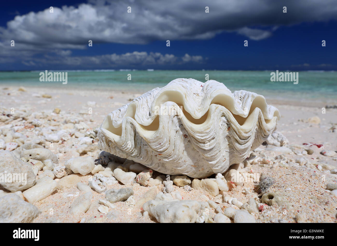 Coquille de palourde géante naturelles sur la plage, l'île Christmas, Kiribati Banque D'Images