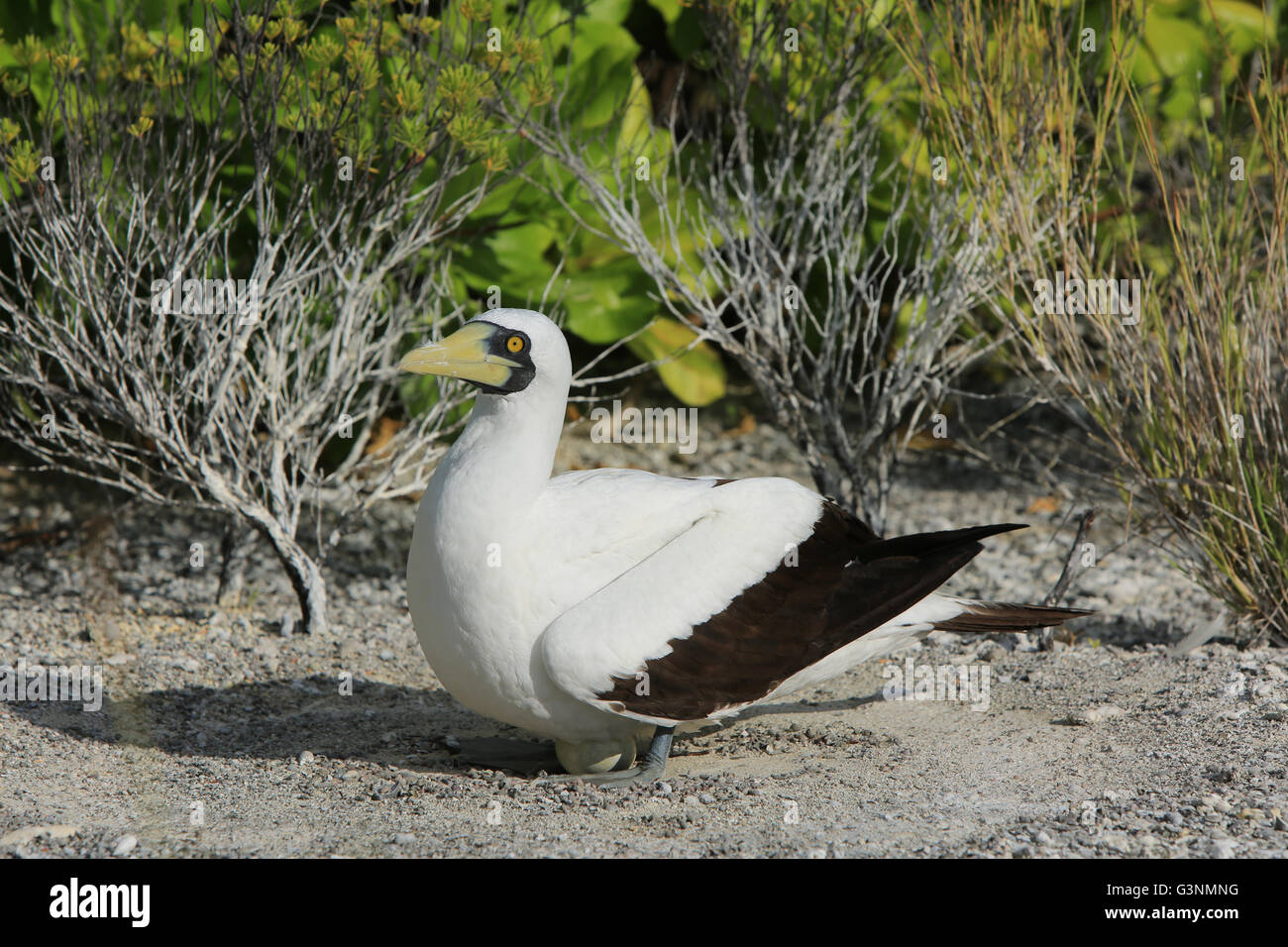 Fou masqué dans le nid d'oiseaux, l'île Christmas, Kiribati Banque D'Images