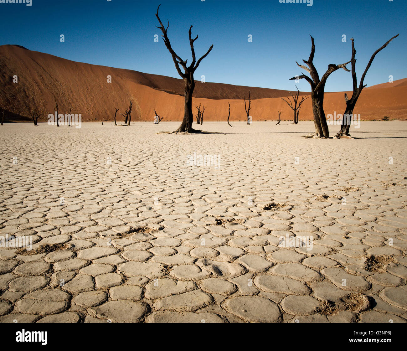 Stark camelthorn arbres dans un ancien lit de la rivière dans le désert du Namib, Namibie, Deadvlei Banque D'Images