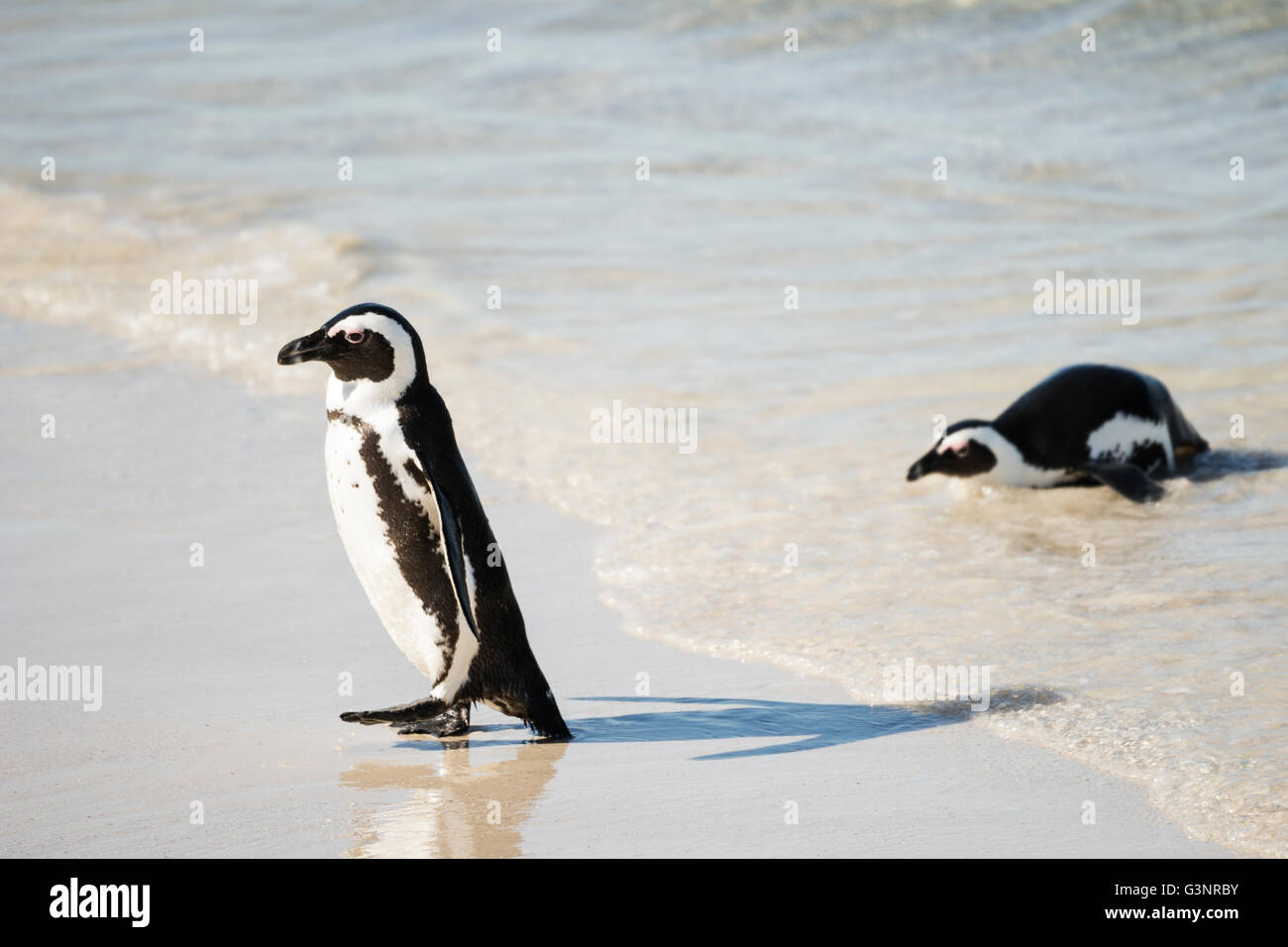 Deux pingouins africains à pieds noirs (pingouins Jackass) sortir de l'océan, la plage de Boulders National Park, Simonstown, South Afri Banque D'Images