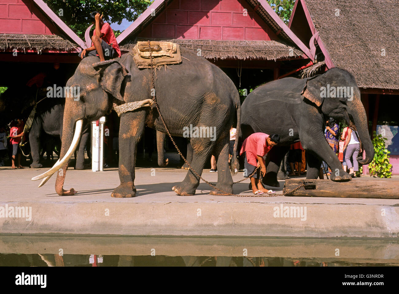 Les éléphants d'Asie (Elephas maximus) et leurs cornacs effectuant au Rose Garden, Bangkok, Thaïlande Banque D'Images