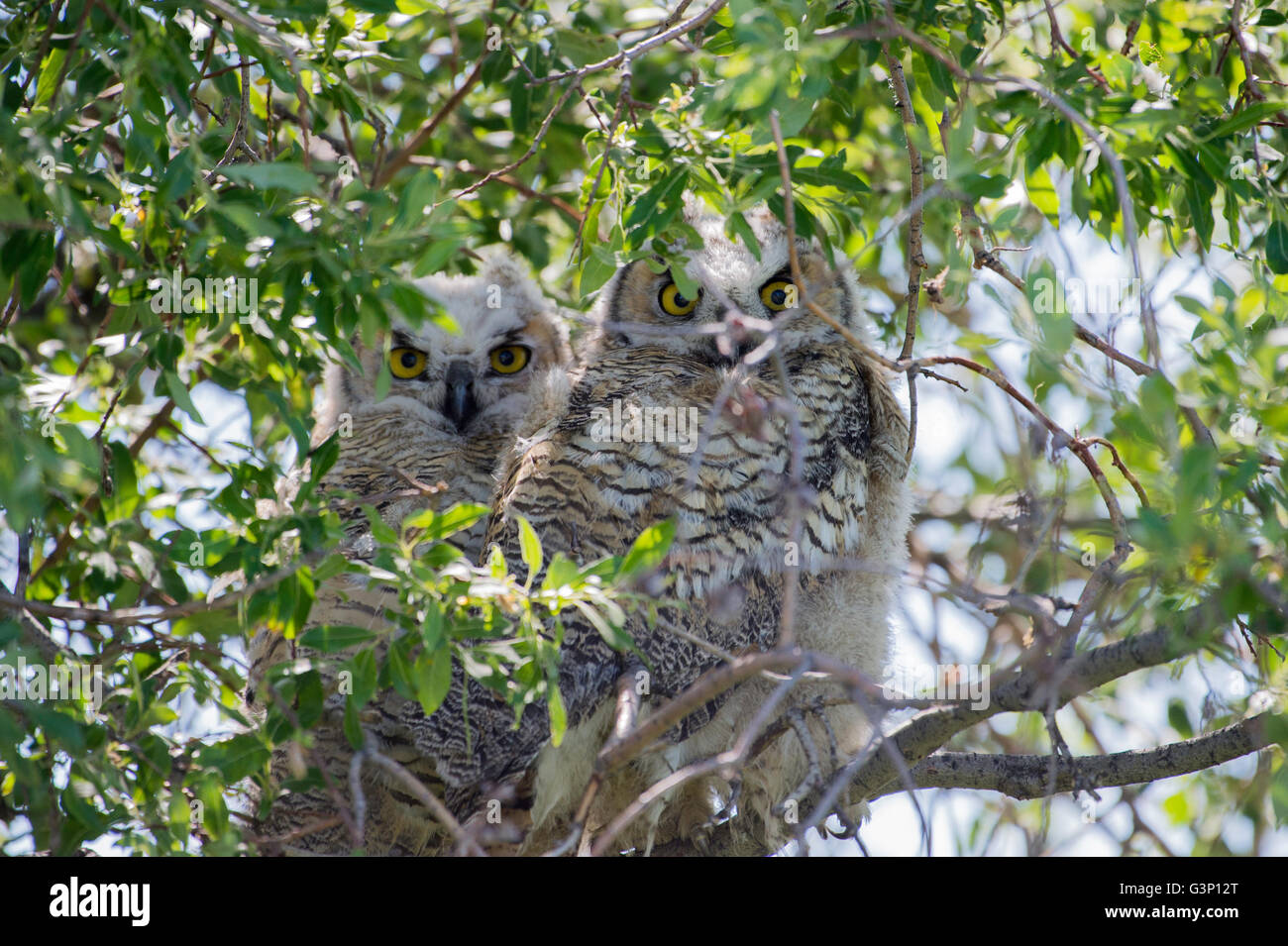 Deux jeunes Grand-duc Owlets assis ensemble dans un arbre Banque D'Images