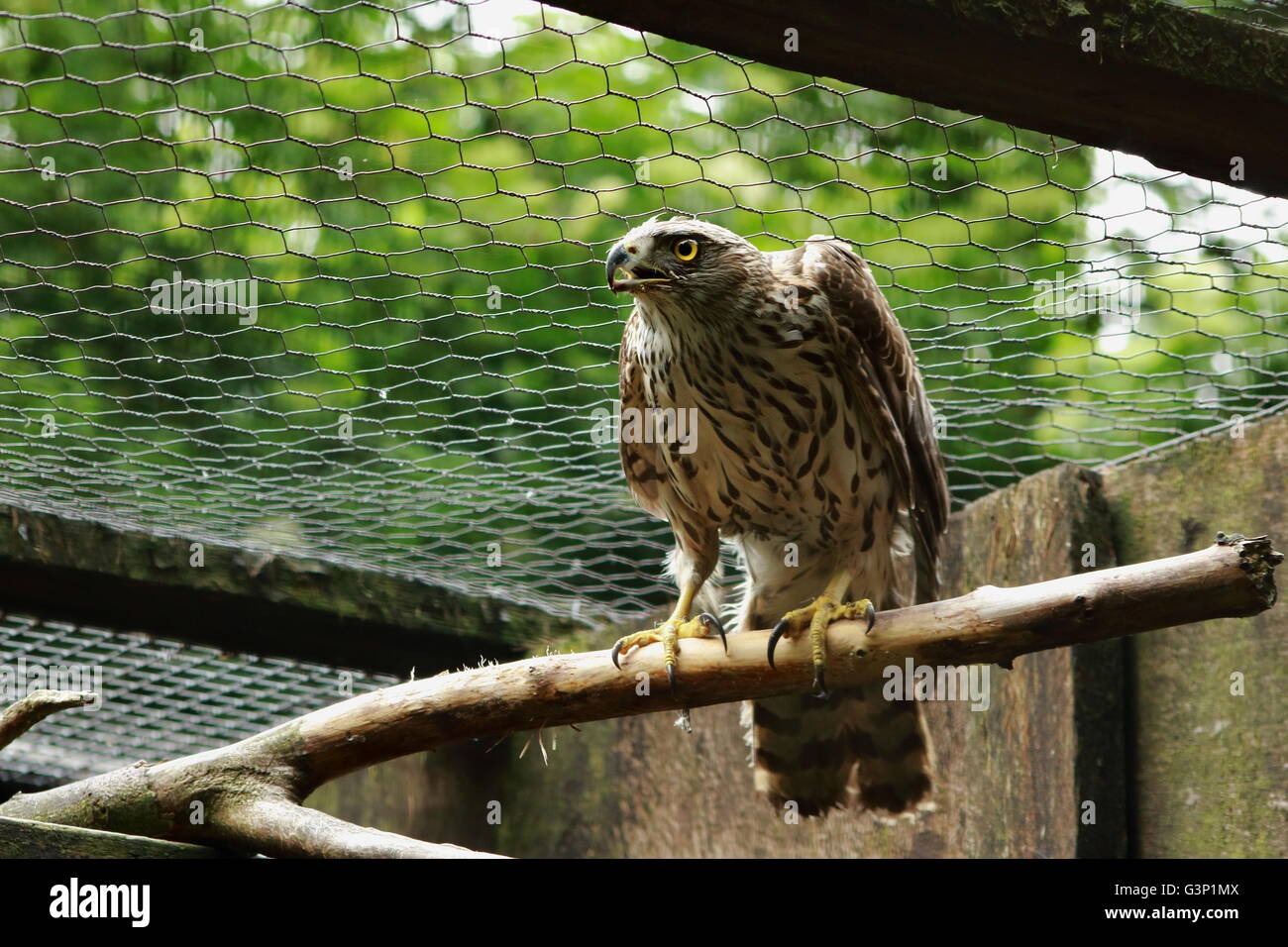 La récupération au centre de sauvetage de la faune Autour des palombes. Banque D'Images