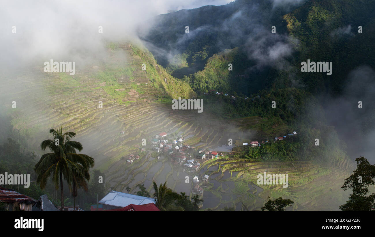 Terrasses de riz à Batad village enveloppé dans un brouillard épais, de Banaue, Philippines Banque D'Images