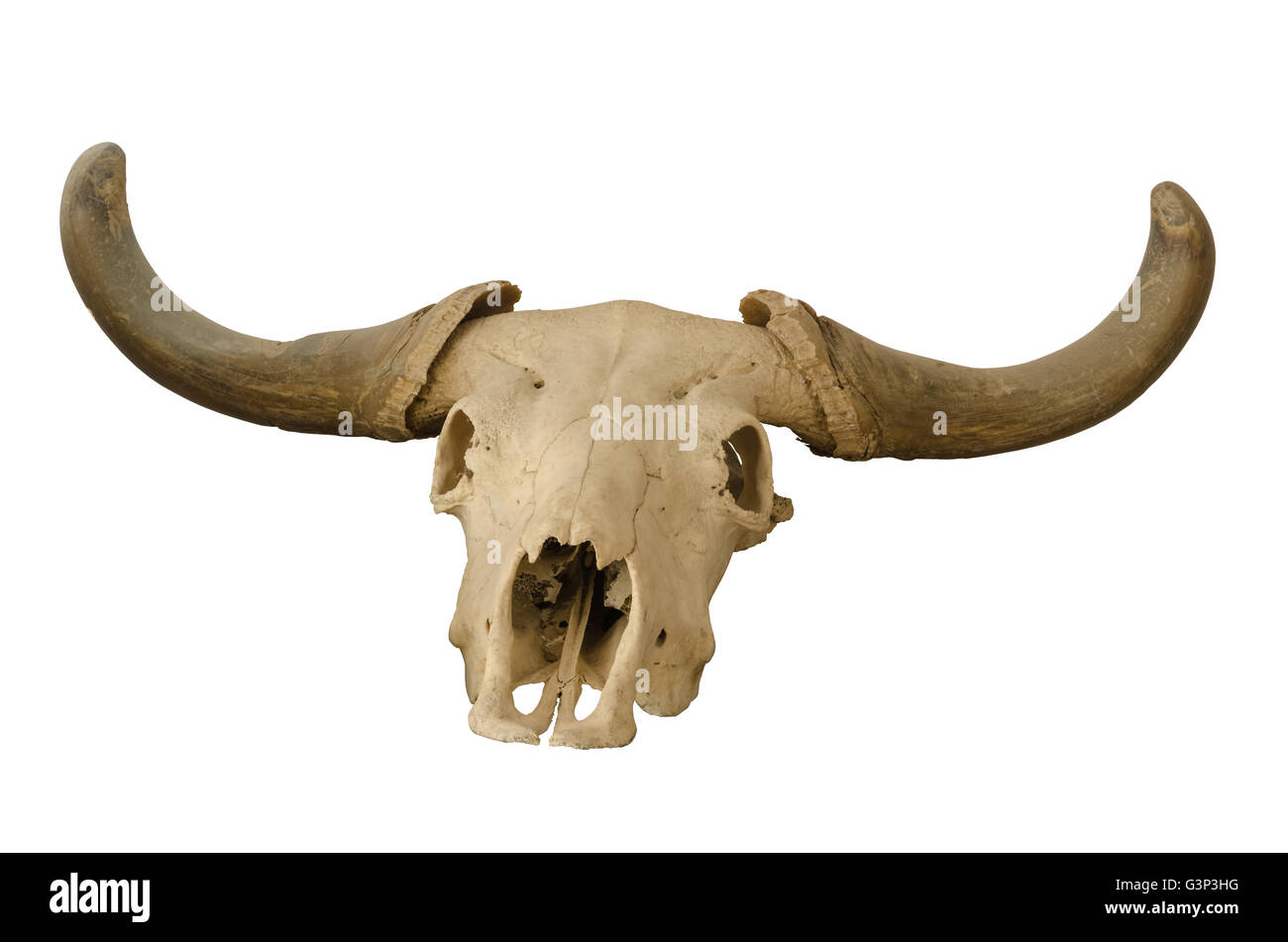 Tête crâne de taureau isolé sur fond blanc. Banque D'Images