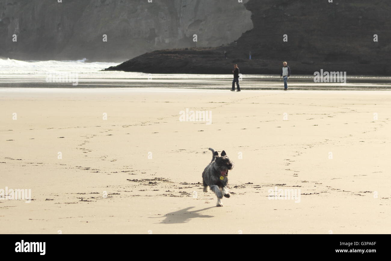 Chien courant à Bethells Beach à Auckland, Nouvelle-Zélande Banque D'Images