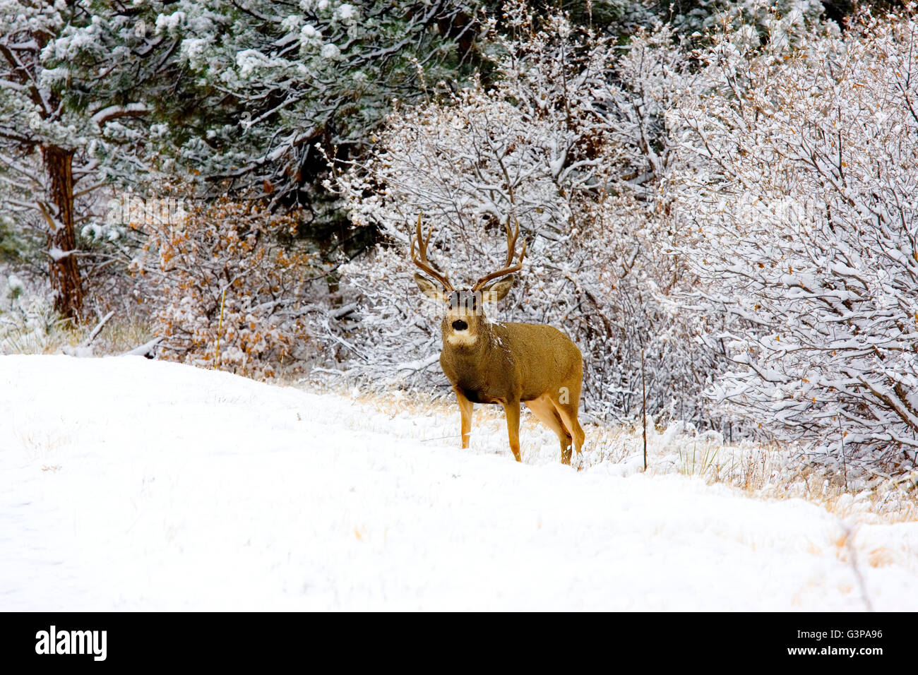 Chevreuil dans une tempête de neige dans les Rocheuses du Colorado Banque D'Images