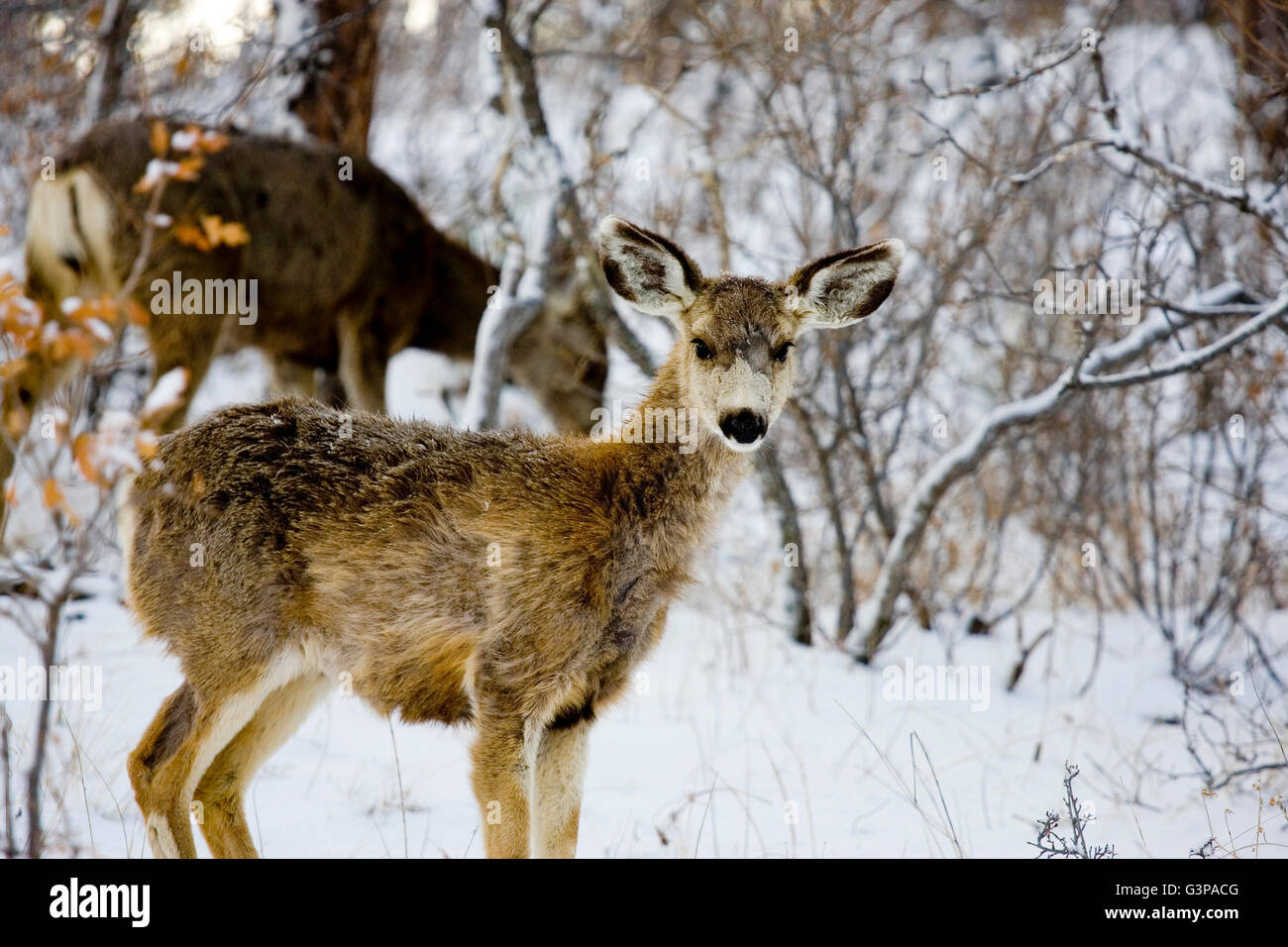 Chevreuil dans une tempête de neige dans les Rocheuses du Colorado Banque D'Images