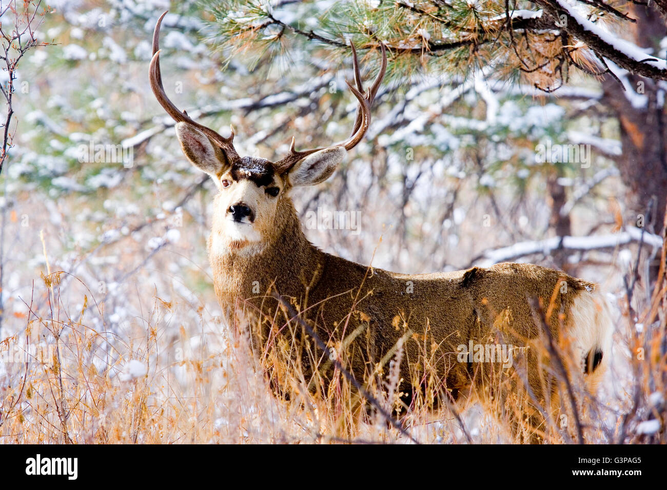 Chevreuil dans une tempête de neige dans les Rocheuses du Colorado Banque D'Images