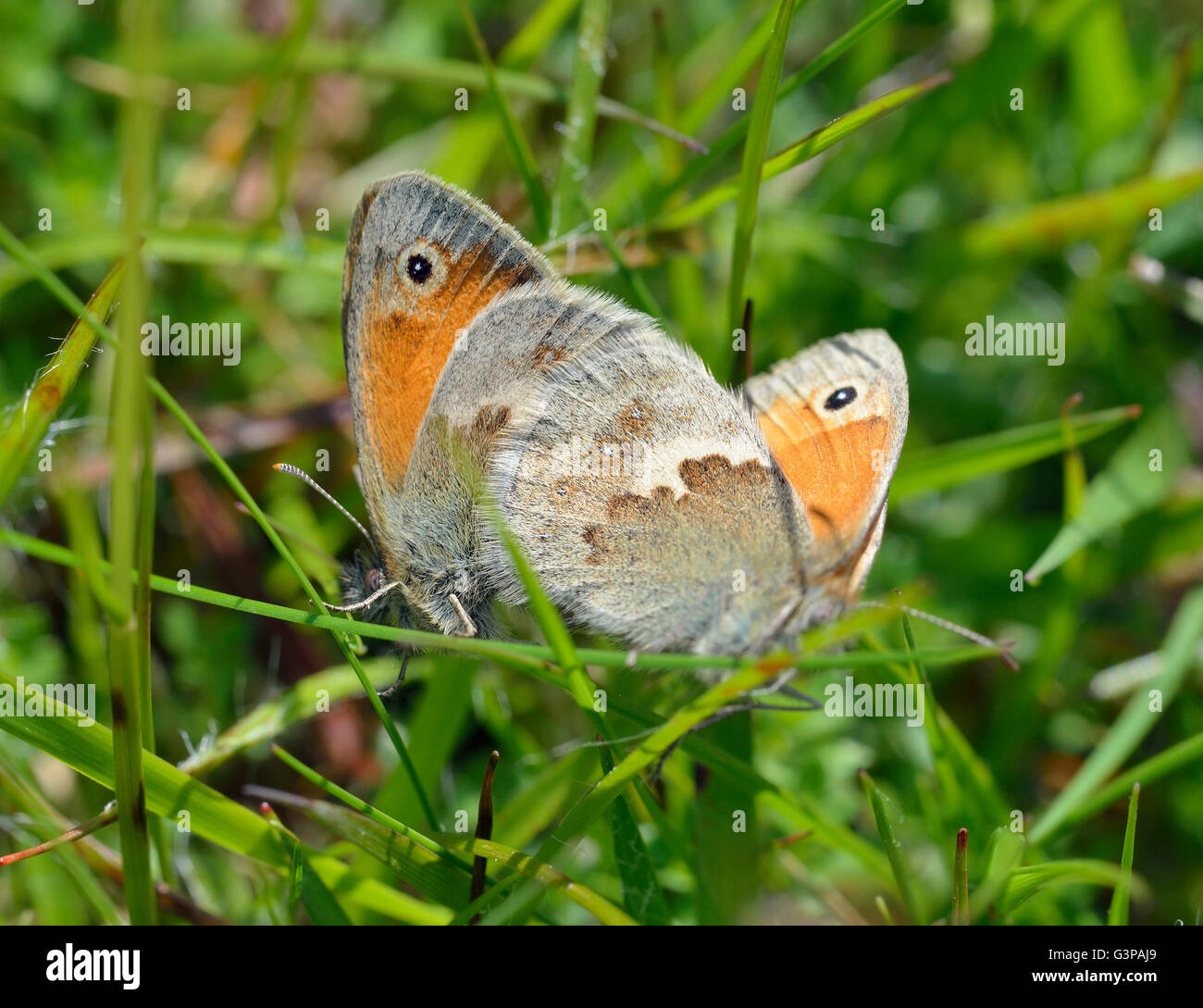 Petits Papillons Heath - Coenonympha pamphilus accouplement paire Banque D'Images