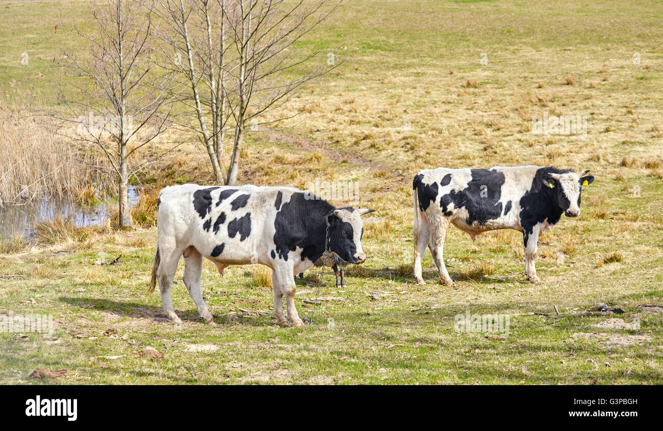 Vaches qui paissent sur les pâturages naturels au printemps, faible profondeur de champ. Banque D'Images