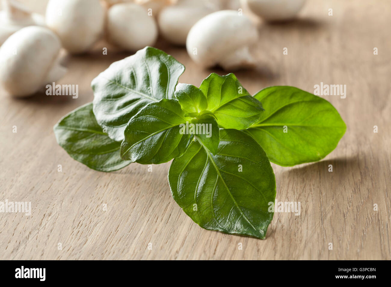 Matières premières fraîches champignon vert feuilles des plantes Banque D'Images