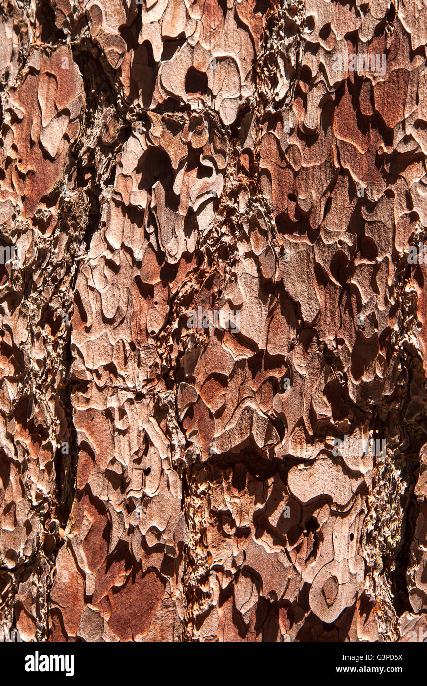 Détail de l'écorce d'un arbre séquoia dans le Parc National Kings Canyon. Banque D'Images