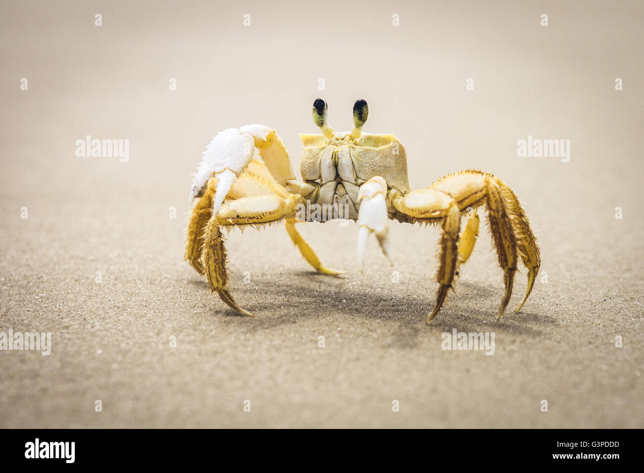 Un crabe sur une plage de sable mouillé Banque D'Images