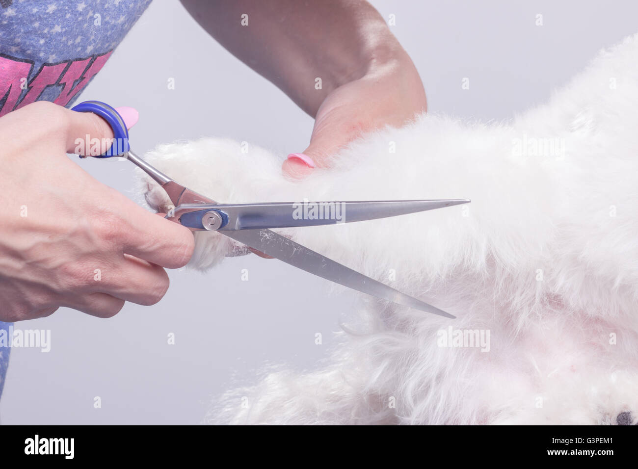 Close up coupe chien fourrure cheveux, ciseaux. Banque D'Images