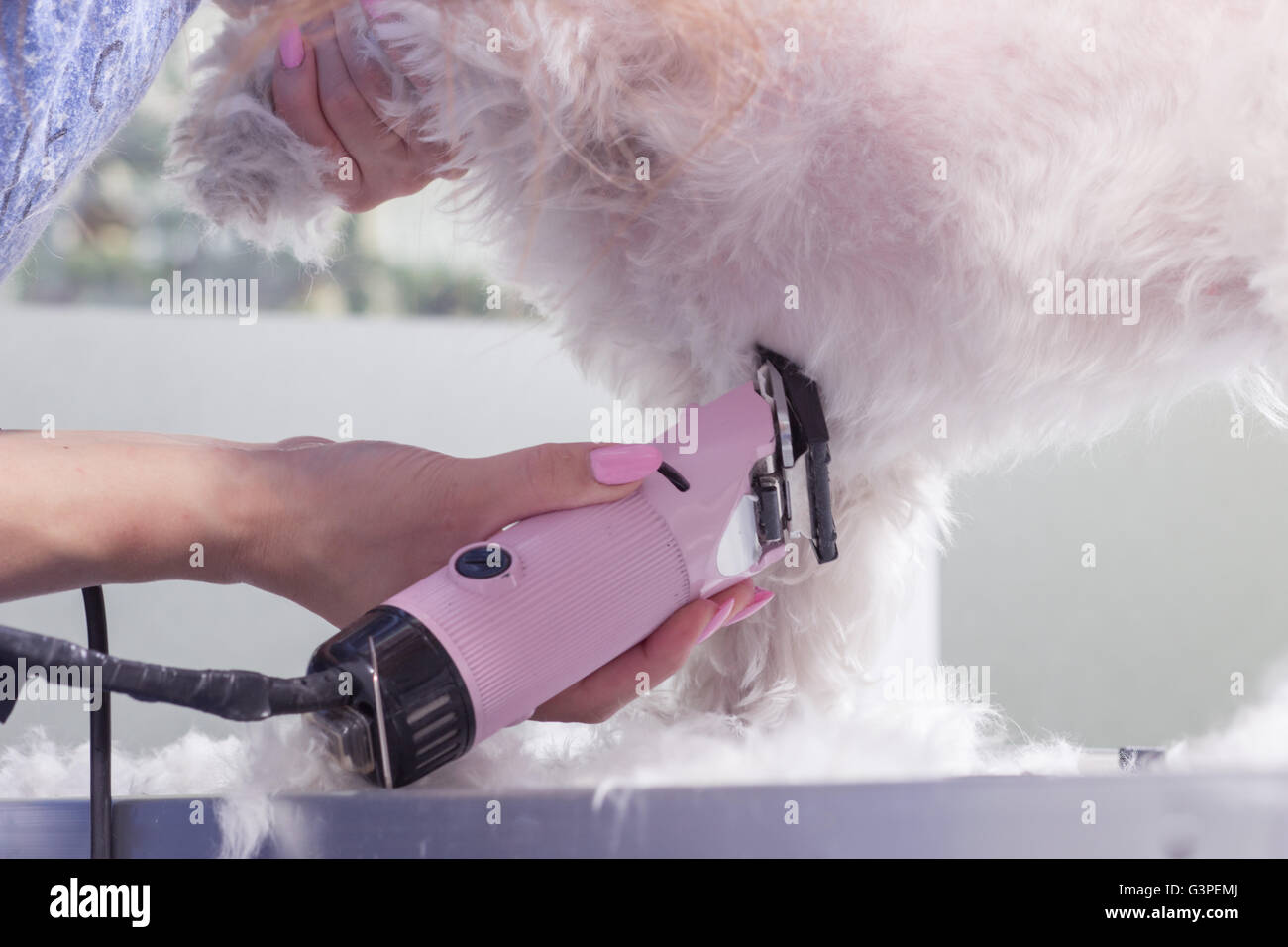 Close up des poils de chien fur trim clipper part Banque D'Images