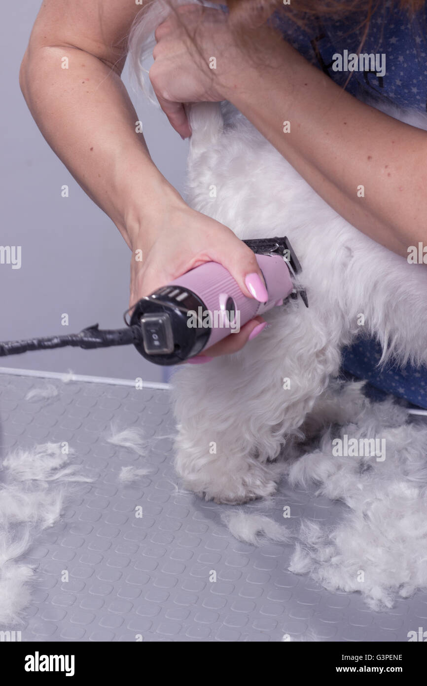 Close up des poils de chien fur trim clipper mains Banque D'Images