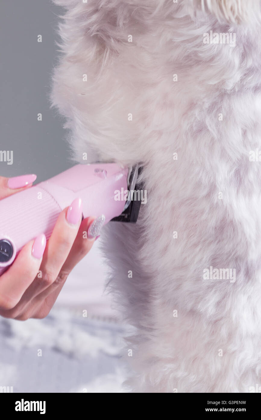 Close up des poils de chien fur trim clipper Banque D'Images