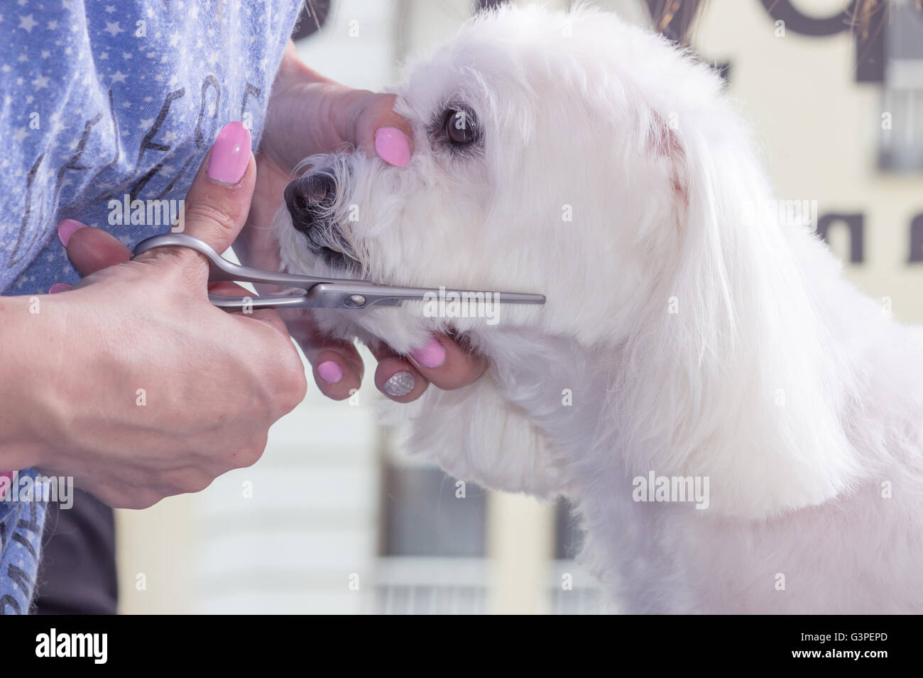 Close up, tête de chien chien fraisage coupe ciseaux de cheveux. Banque D'Images